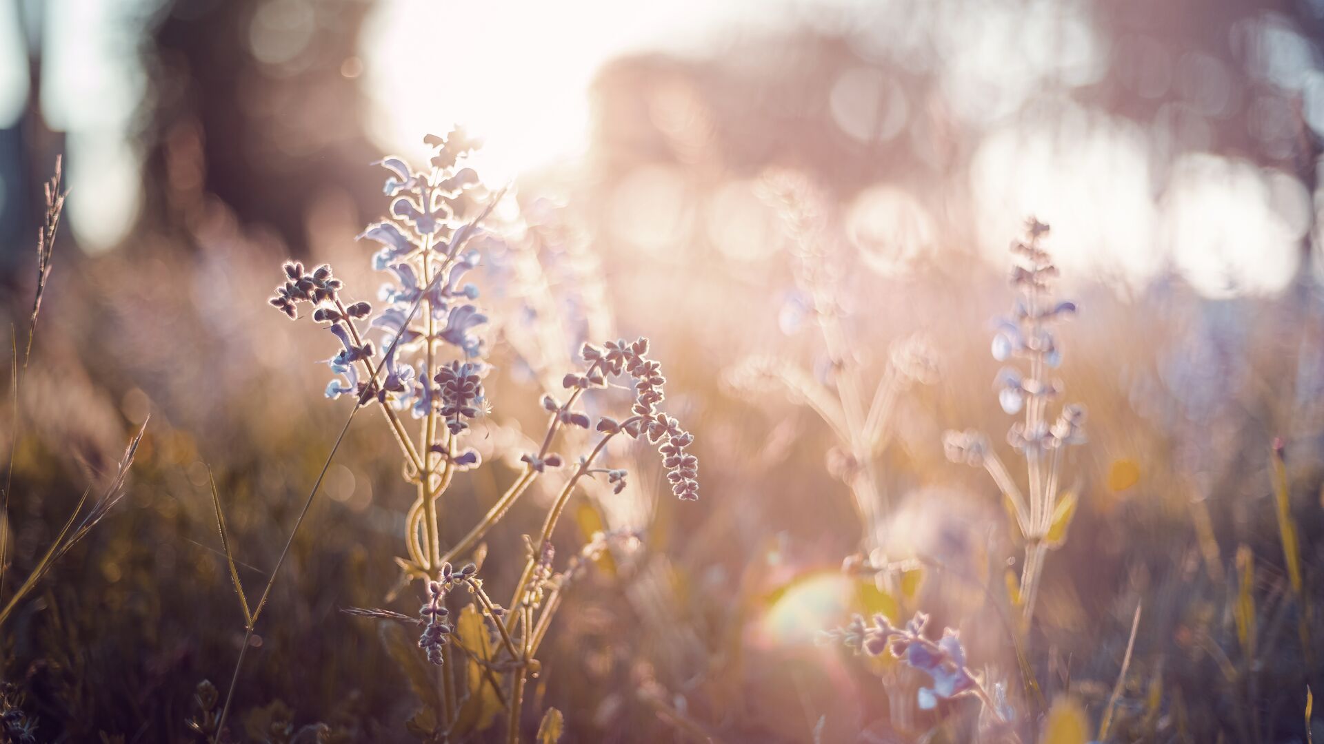 Flowers in the sunset