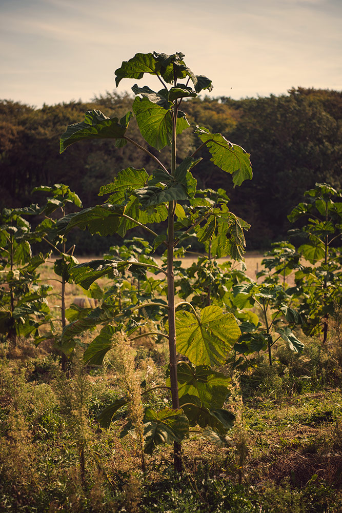 paulownia