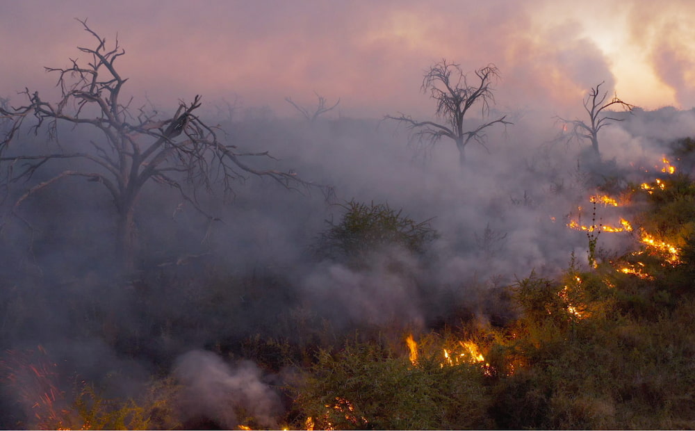 A forrest fire.