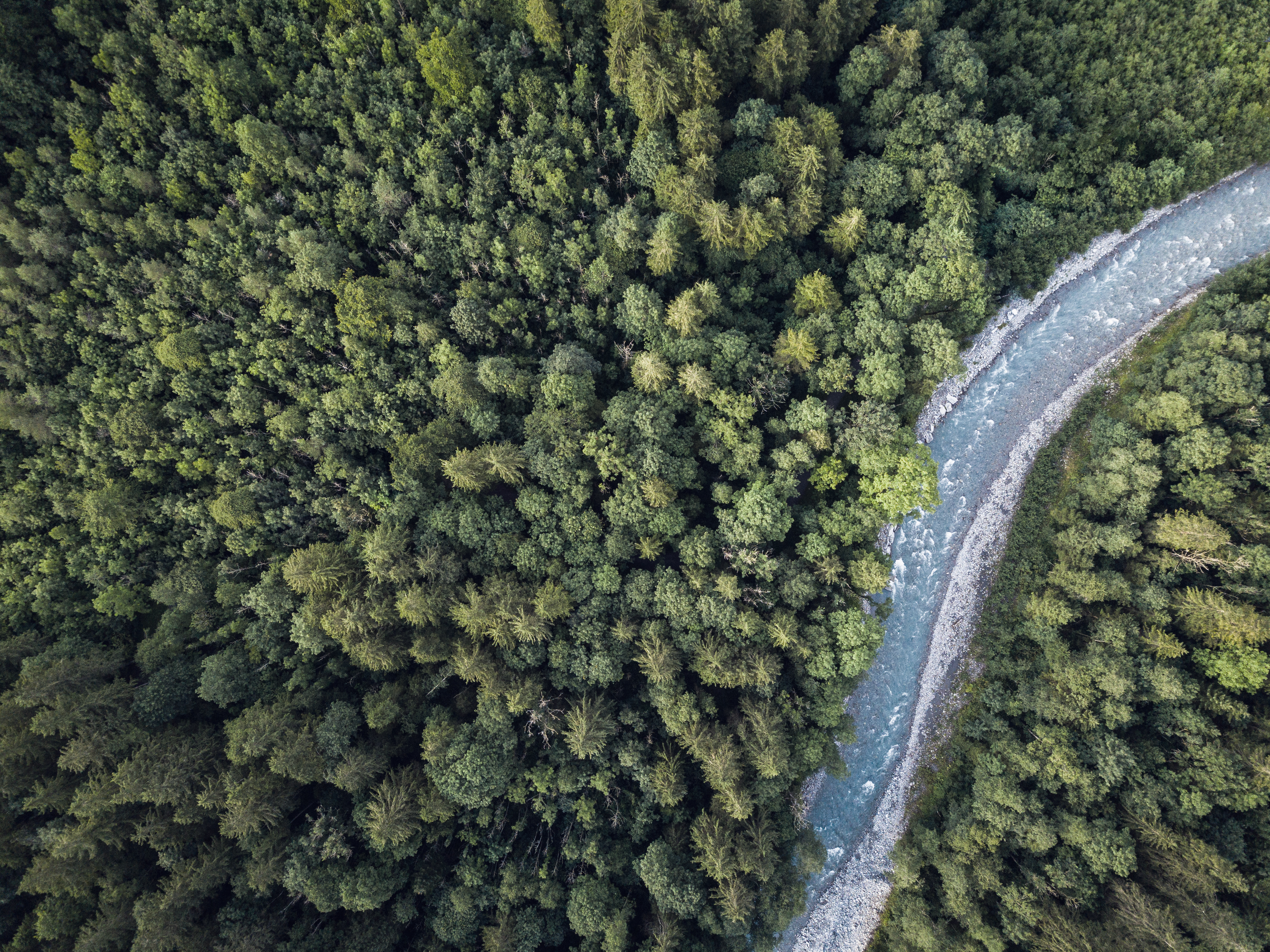 Aerial top view of summer green trees in forest