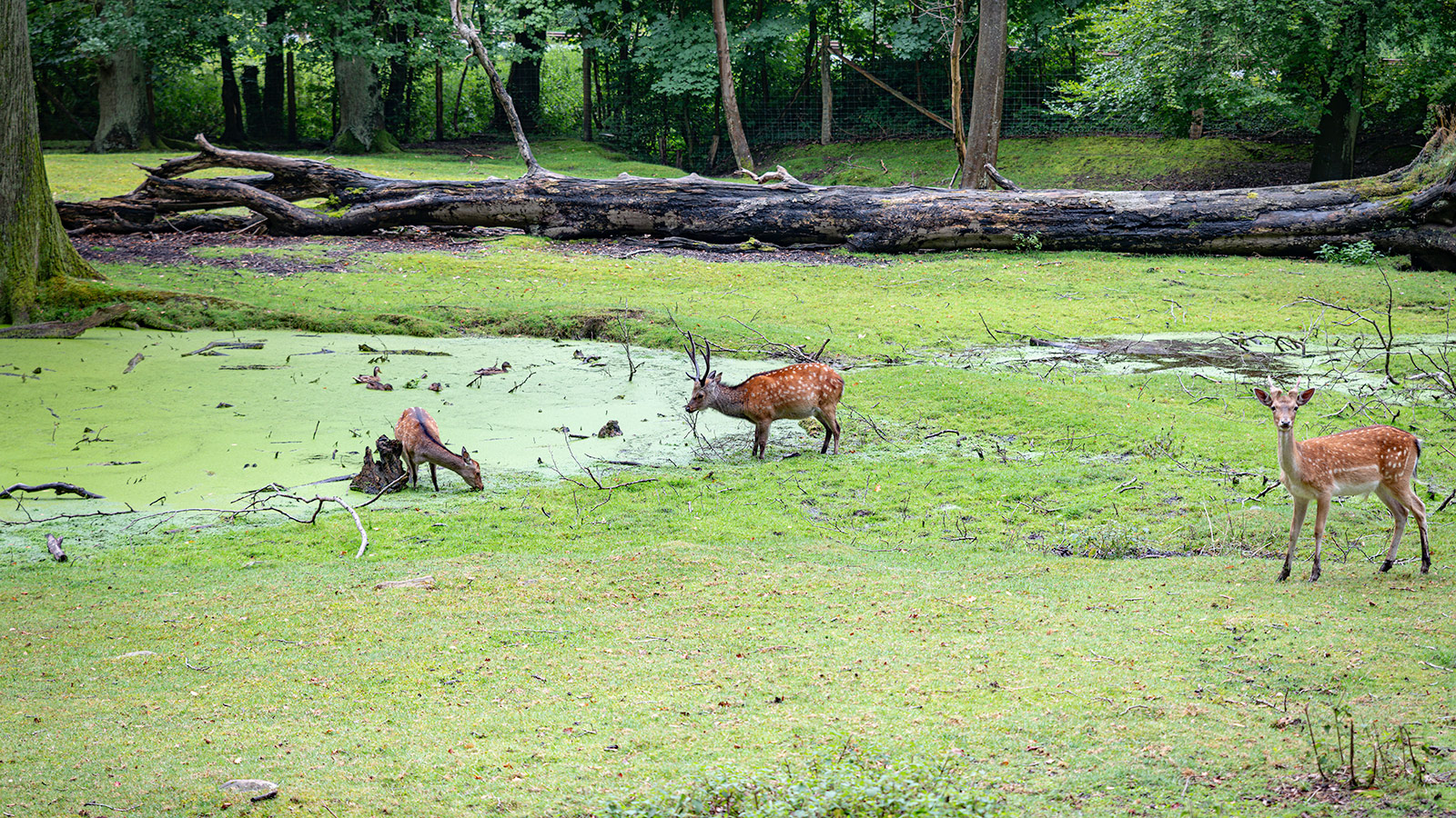 Hjortebukke, der drikker ved en dam i Vejle Dyrehave, Danmark, omgivet af efterårsskov.