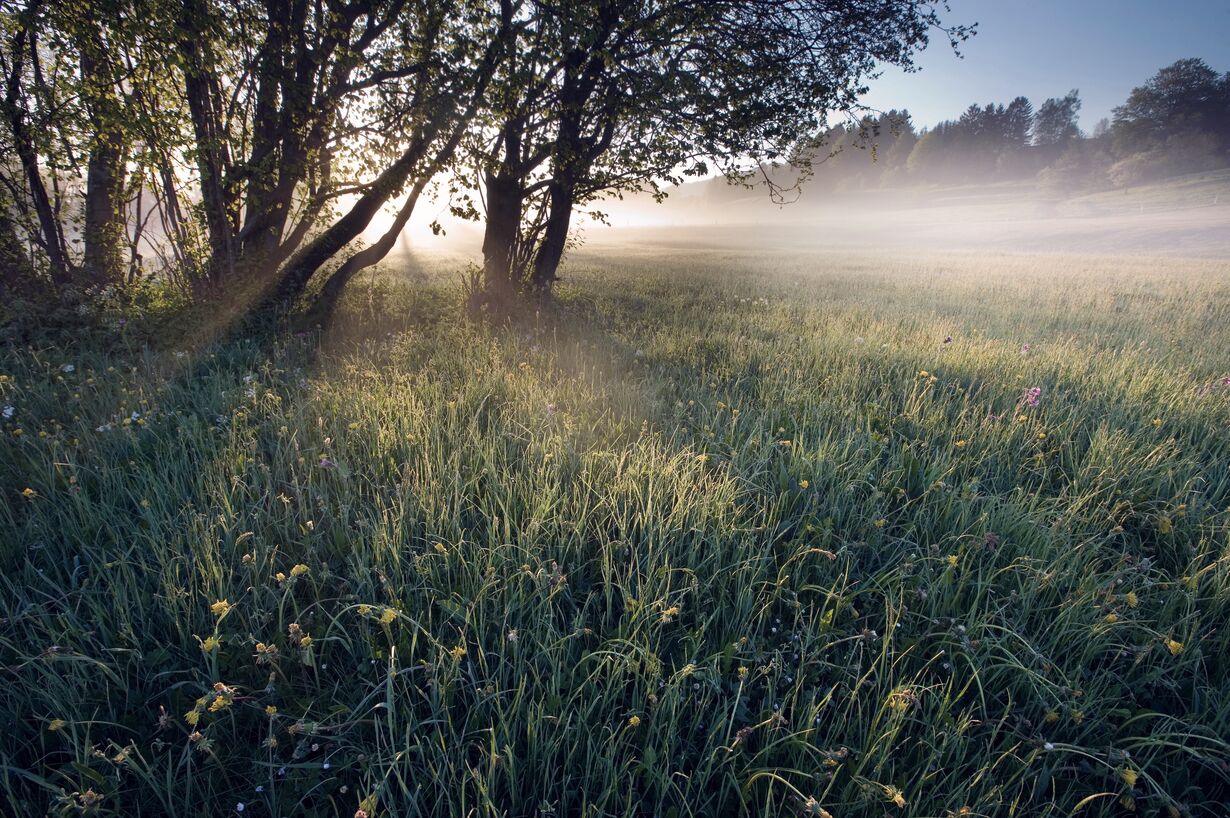 Early morning