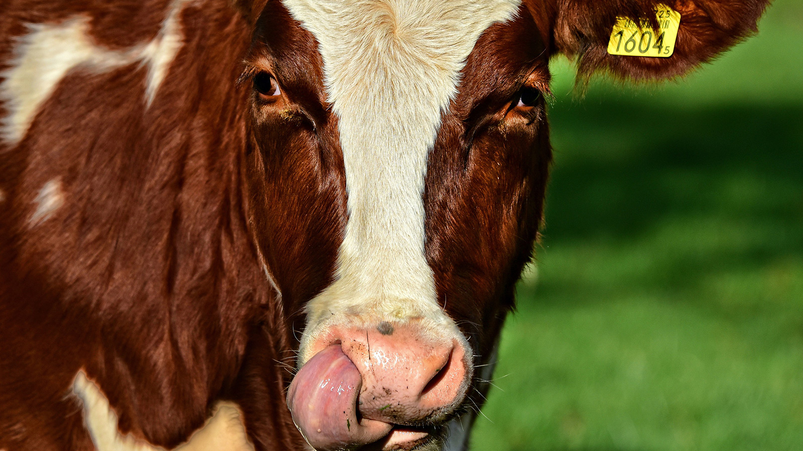 Cow