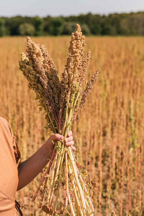 Dansk quinoa