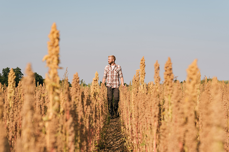 Økologisk quinoa