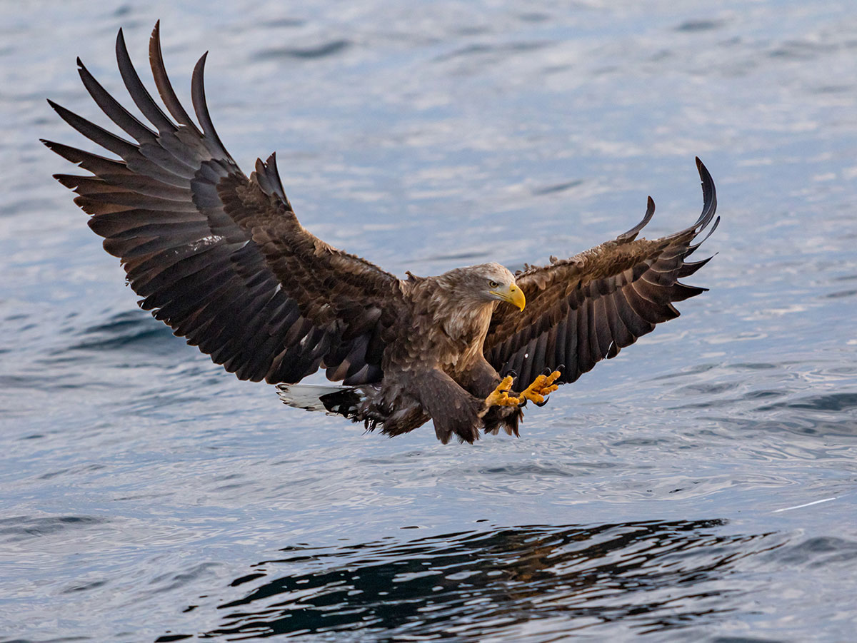 Ørn flyver over vand