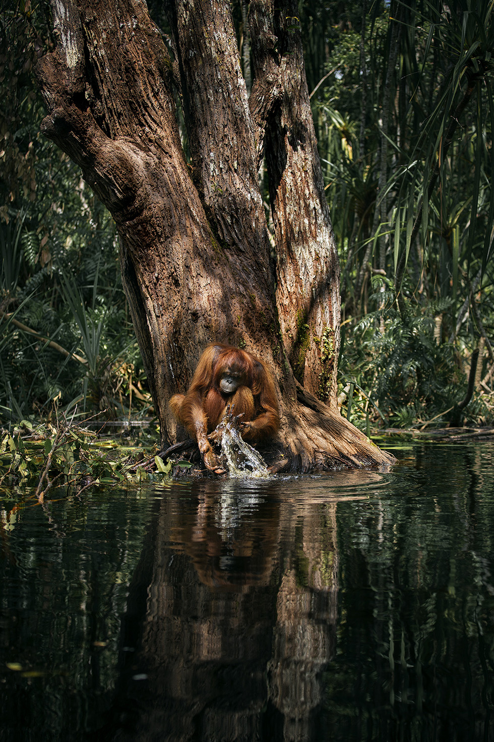 Orangutang