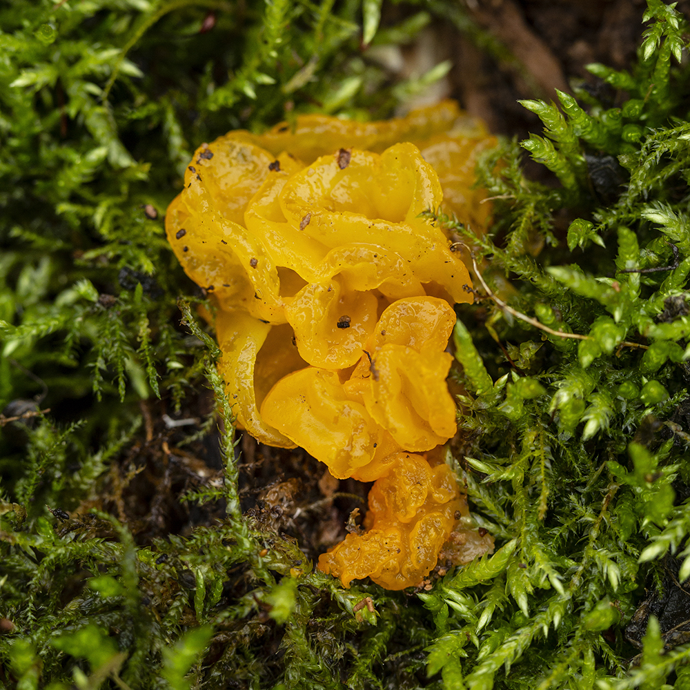 Tremella mesenterica