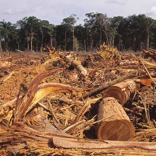 Stop for ulovlig skovrydning