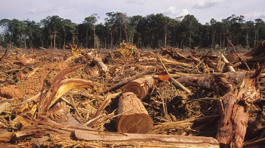 Sijoittajat vaativat Brasiliaa lopettamaan laittomat metsähakkuut