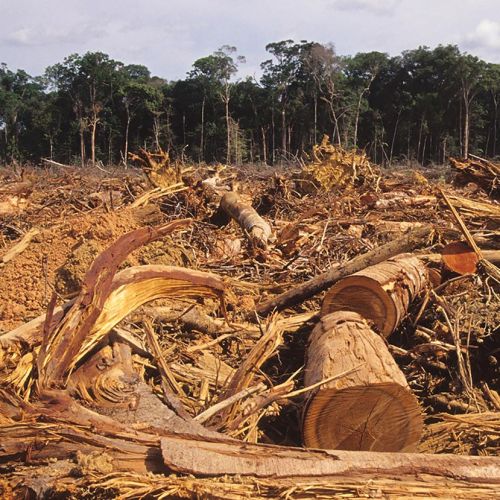 Sijoittajat vaativat Brasiliaa lopettamaan laittomat metsähakkuut