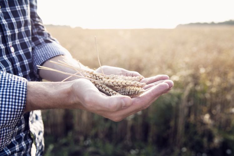 Wheat on hands