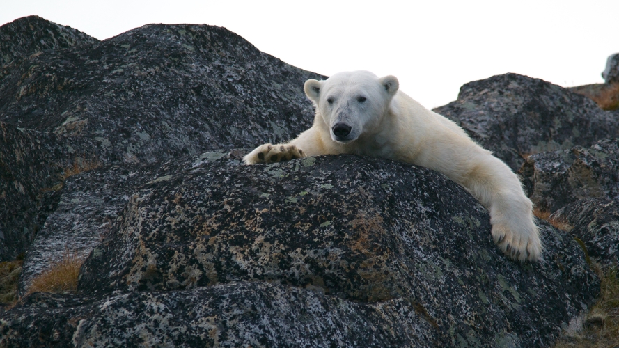 Isbjørn
