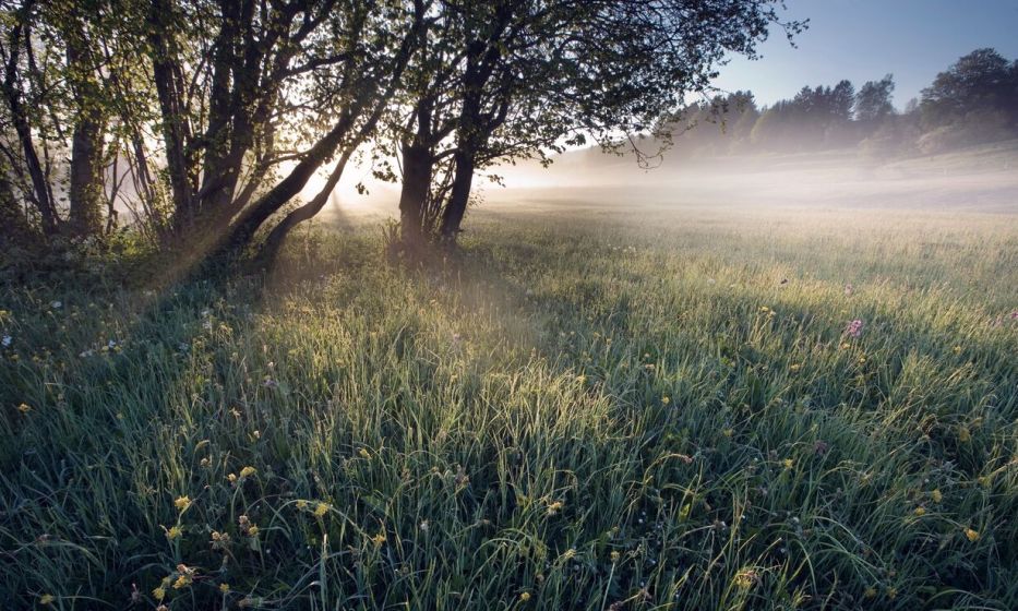 Early morning meadow