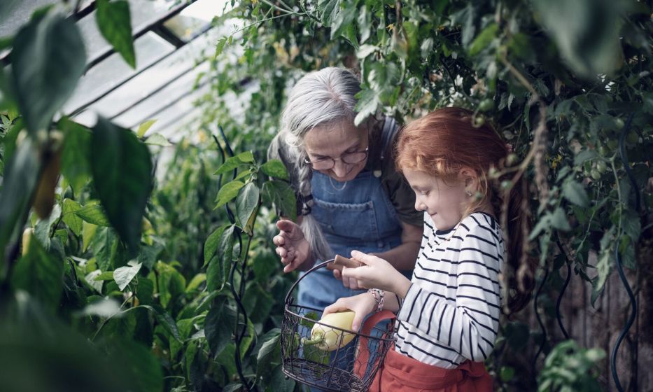 Grandmother and granddaughter harvesting