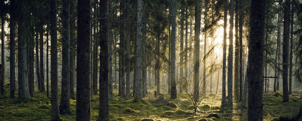 metsä