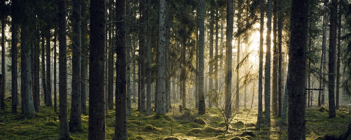 metsä