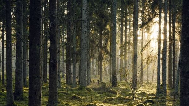 metsä