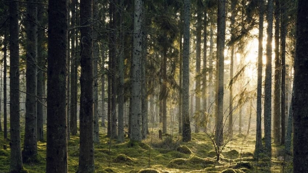 metsä