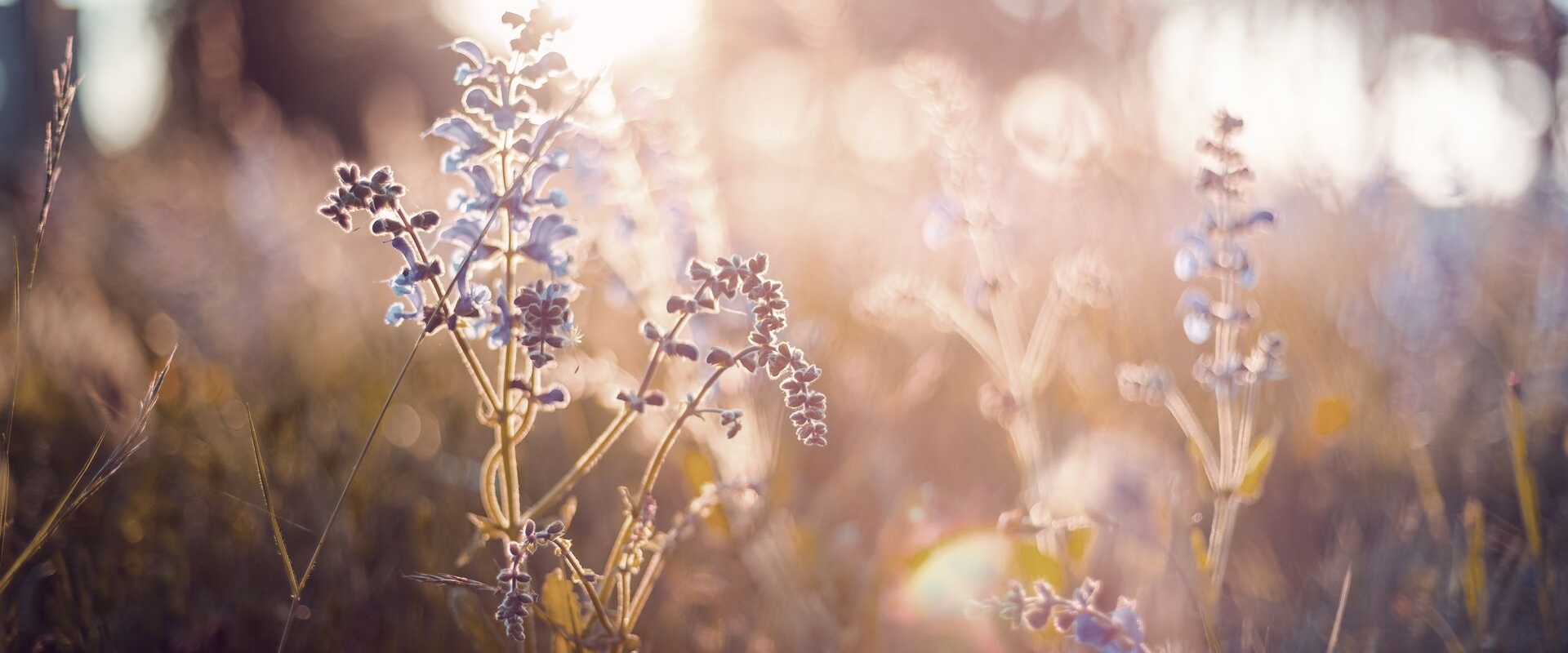 Flowers in the sunset