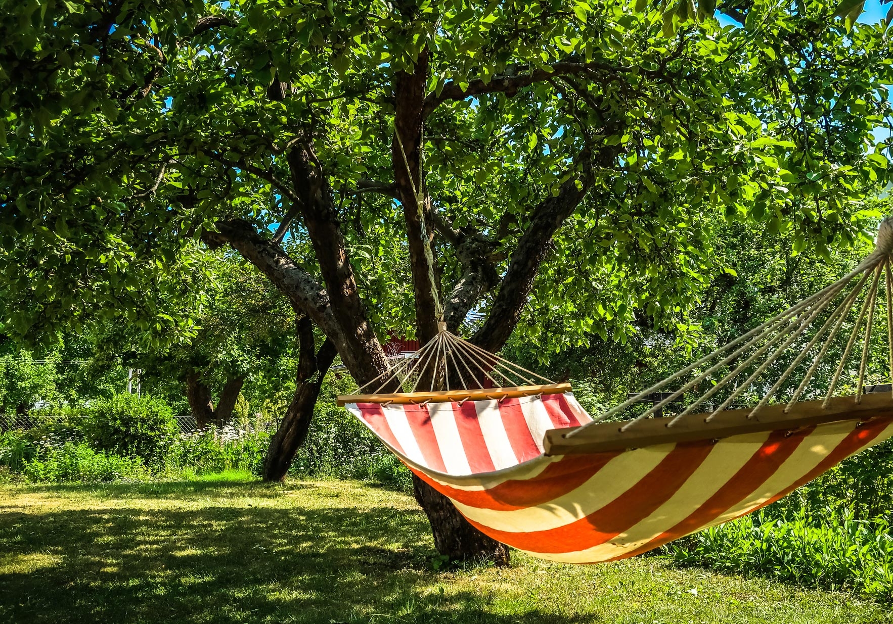 Summer Hammock