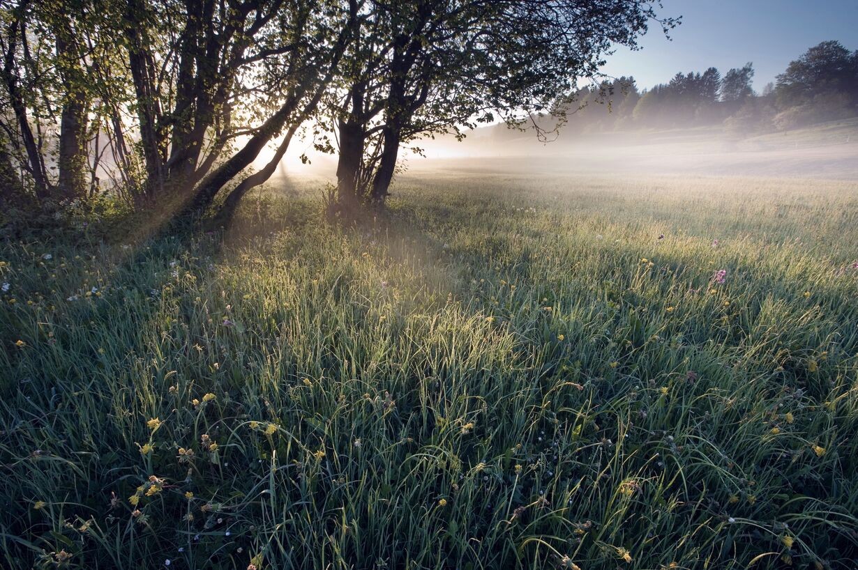 Early morning meadow