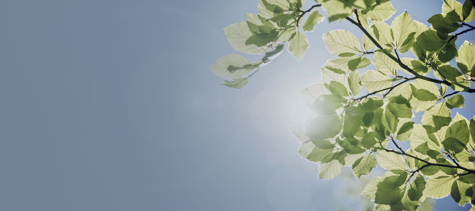 spring leaves background