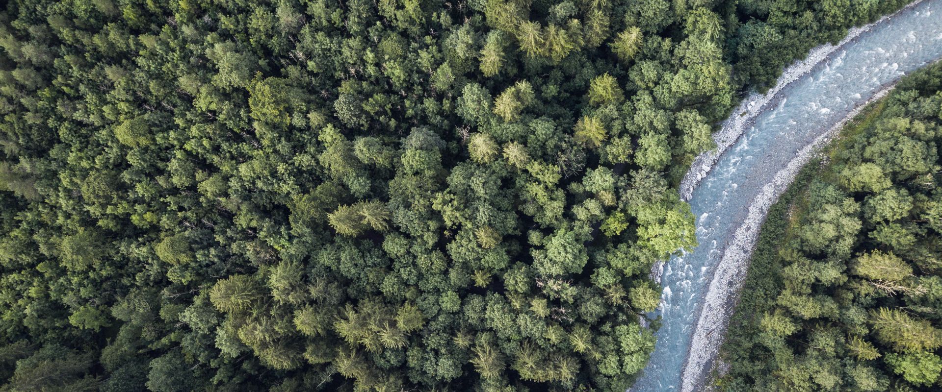 Aerial top view of summer green trees in forest