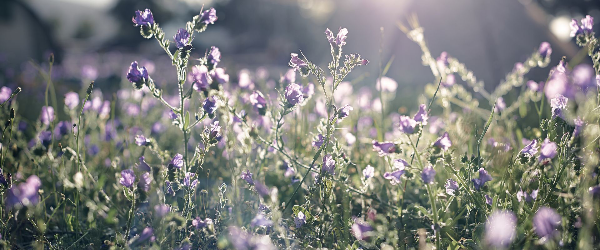 Field of purple flowers with tents in background