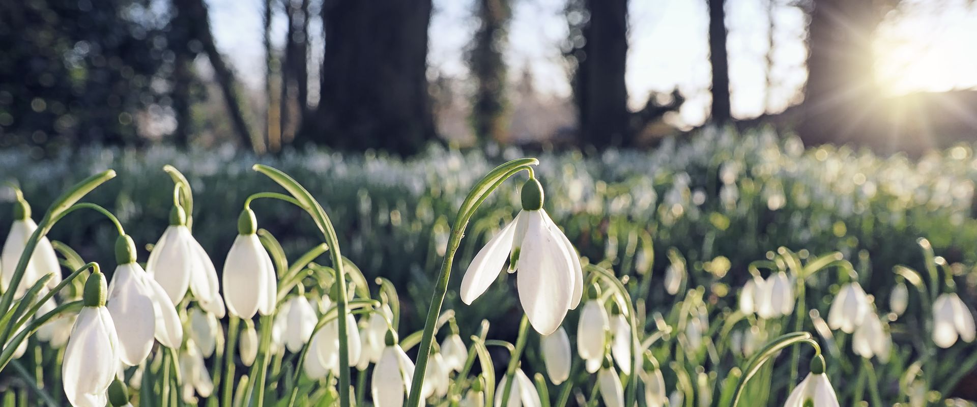 Snowdrops in January