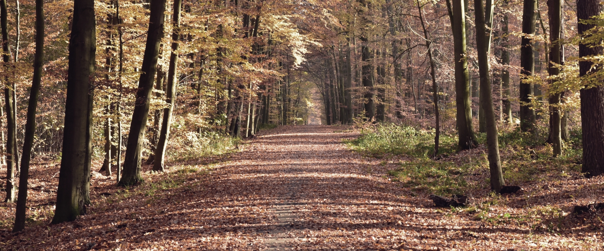 Forrest