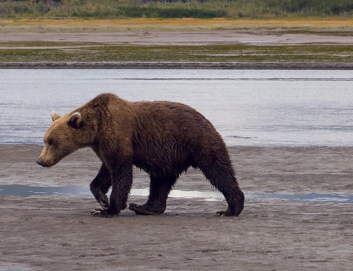 bear